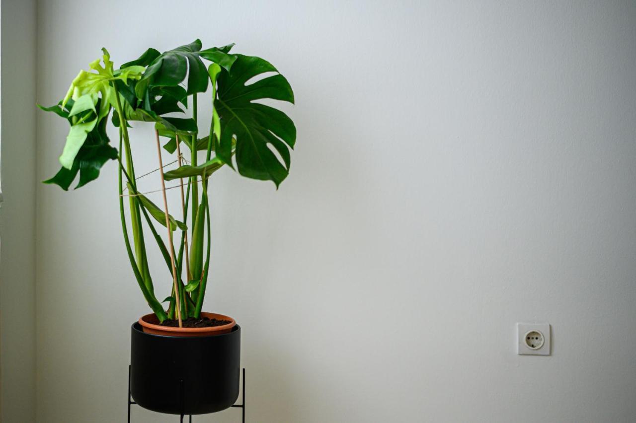 קלמאטה Oliva Apartment מראה חיצוני תמונה